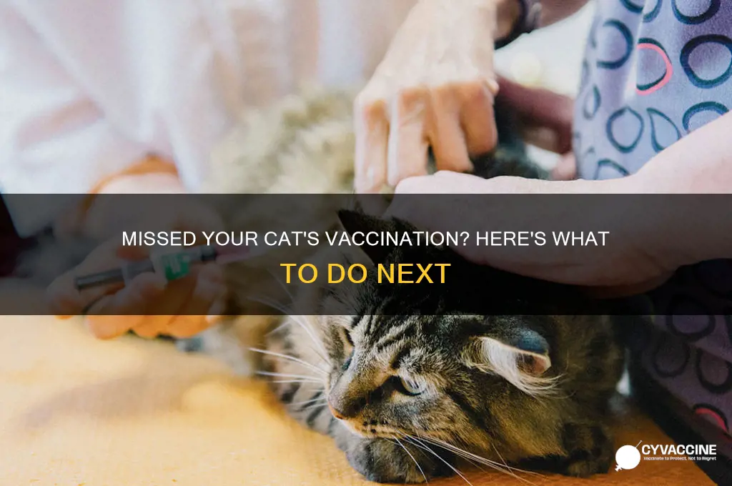 what to do if cat not vaccinated at recommended time