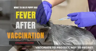 Puppy Fever After Vaccination: Quick Steps to Help Your Pet