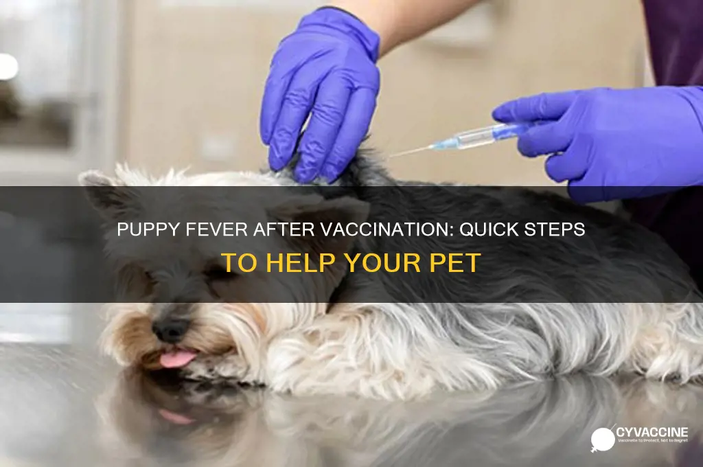 what to do if puppy has fever after vaccination