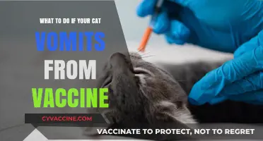 Cat Vomiting After Vaccination? Quick Steps to Help Your Feline