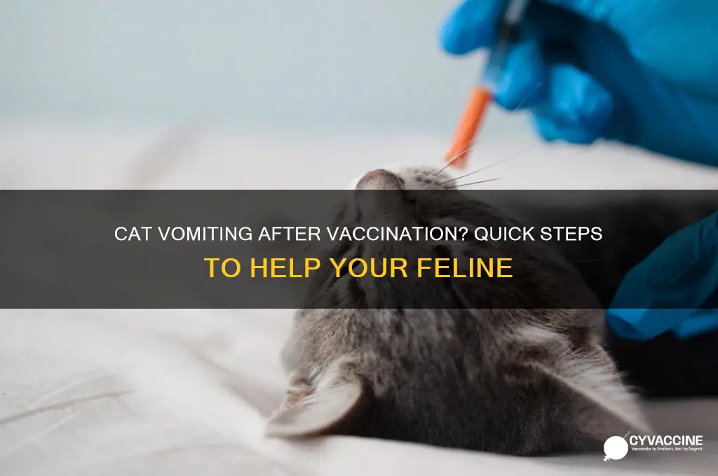 what to do if your cat vomits from vaccine