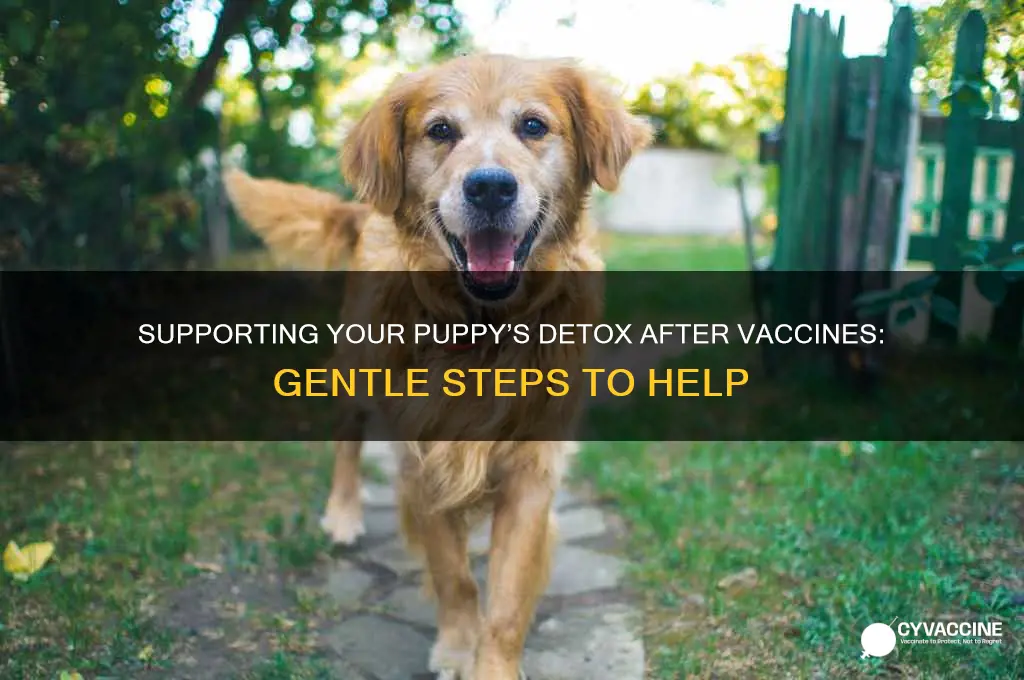 what to do to help puppy detox after vaccines