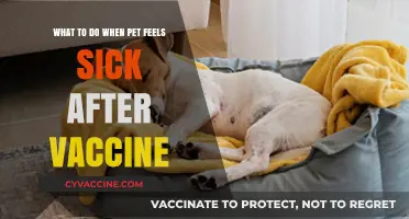 Post-Vaccine Pet Care: Managing Your Pet's Discomfort After Shots