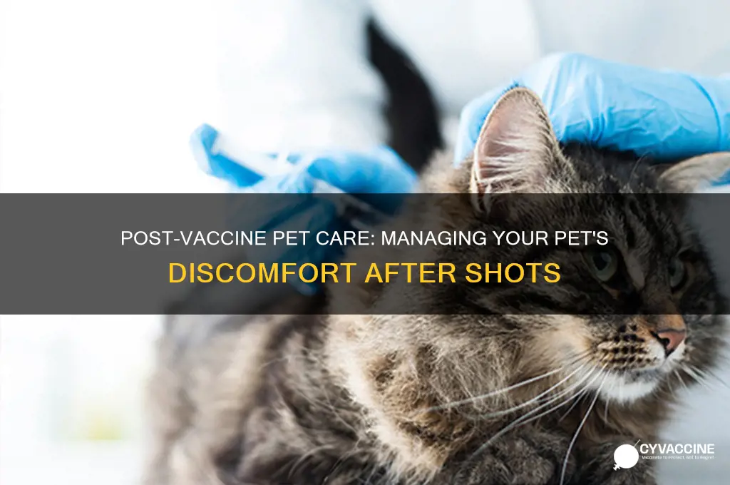 what to do when pet feels sick after vaccine