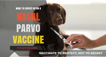 Post-Nasal Parvo Vaccine: Side Effects, Recovery, and Care Tips