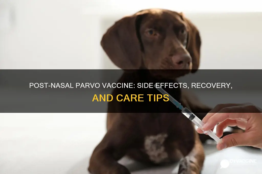 what to expect after a nasal parvo vaccine