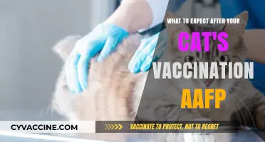 Post-Vaccination Care: What to Expect After Your Cat's AAFP Shots