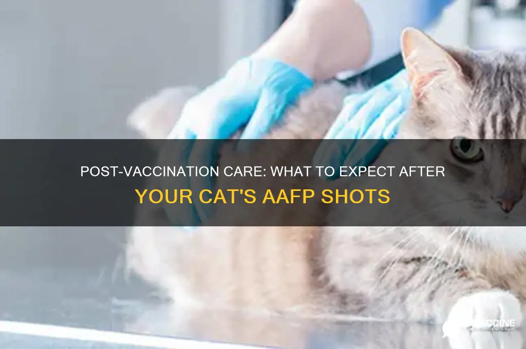 what to expect after your cat