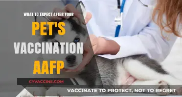 Post-Vaccination Pet Care: What to Expect After Your Pet's Shots