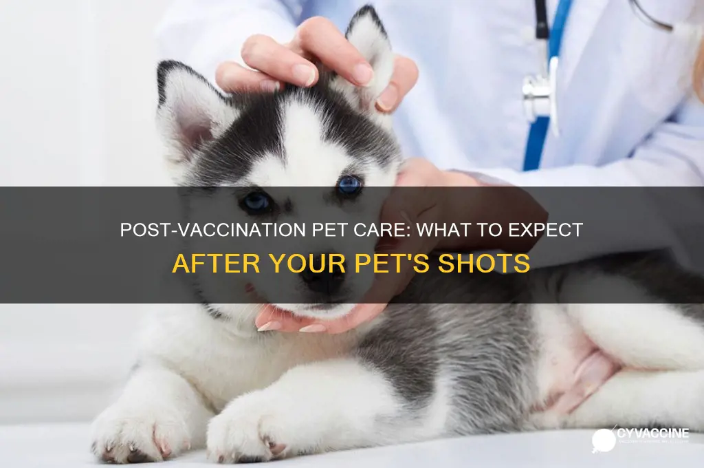what to expect after your pet