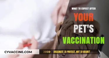 Post-Vaccination Pet Care: What to Expect and How to Help
