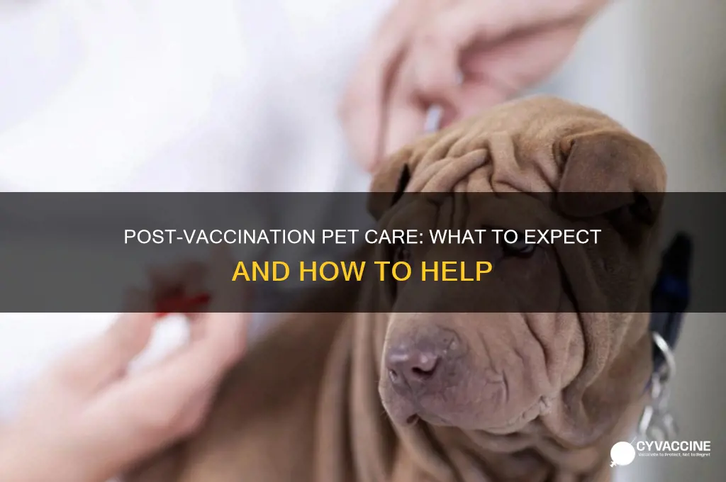 what to expect after your pet