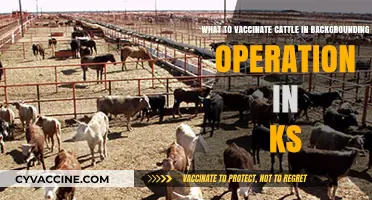 Essential Cattle Vaccinations for Backgrounding Operations in Kansas