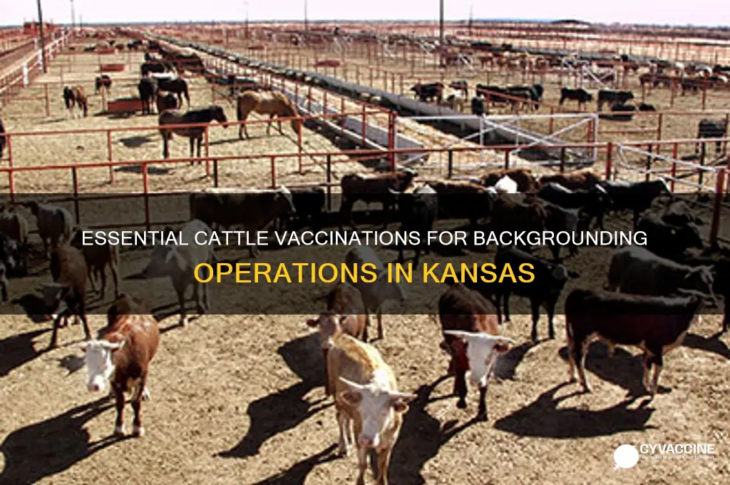 what to vaccinate cattle in backgrounding operation in ks