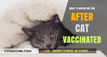 Post-Vaccination Cat Care: Key Symptoms and Signs to Monitor