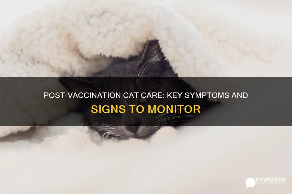 what to watch out for after cat vaccinated