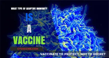 How Vaccines Harness Adaptive Immunity for Long-Term Protection