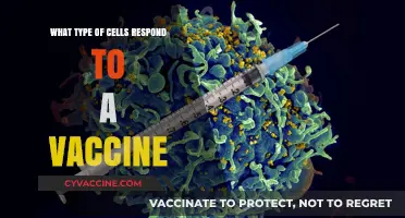 How Immune Cells Respond to Vaccines: A Detailed Breakdown