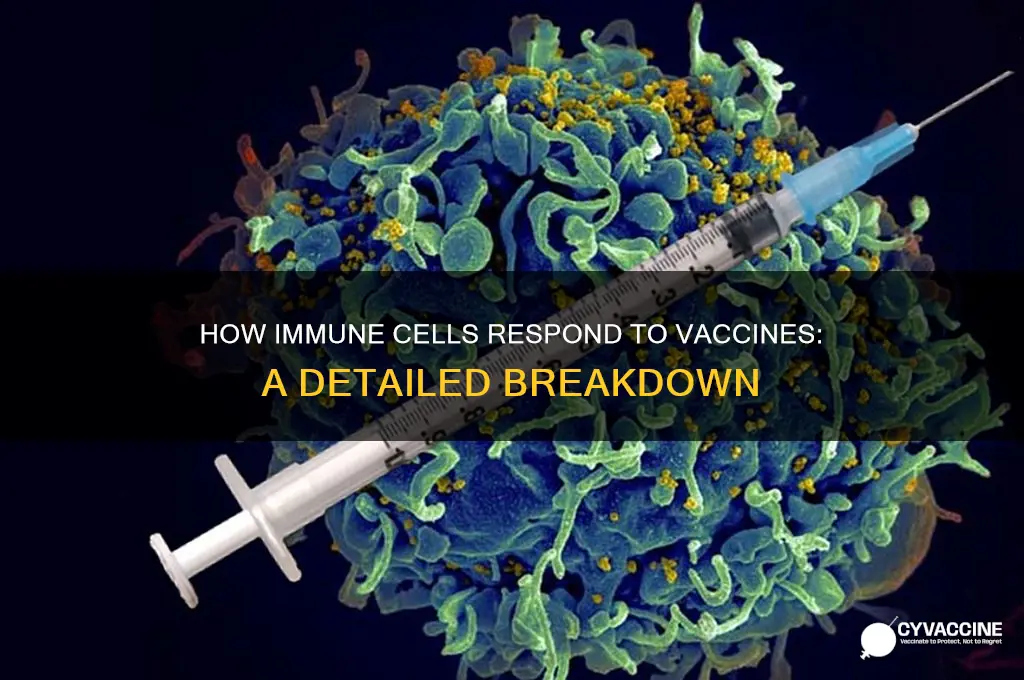 what type of cells respond to a vaccine