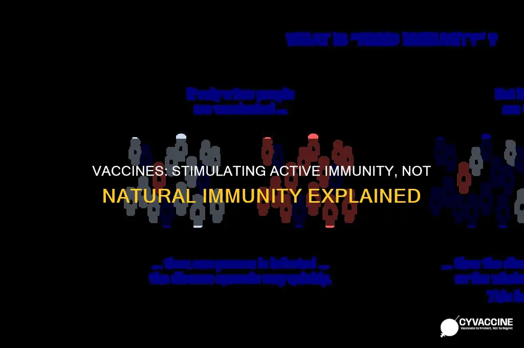 what type of immunity do vaccines stimulate active or natural