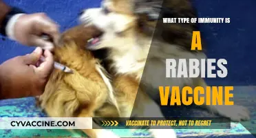 Rabies Vaccine: Understanding the Type of Immunity It Provides