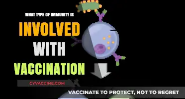 Understanding Vaccination: The Role of Adaptive Immunity in Protection