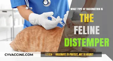 Understanding Feline Distemper: The Essential Vaccination for Cats Explained