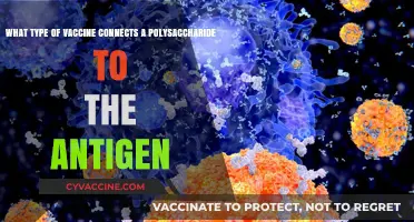 Conjugate Vaccines: How Polysaccharide-Protein Linking Enhances Antigen Immunity