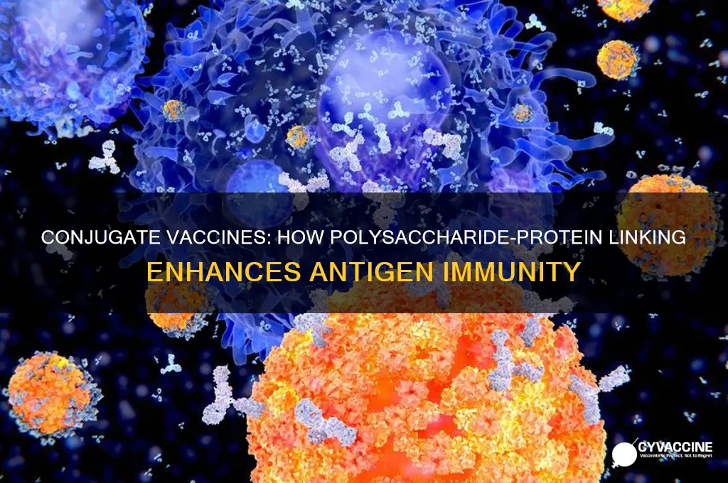 what type of vaccine connects a polysaccharide to the antigen