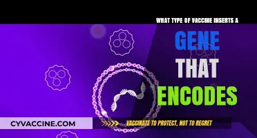 Understanding Gene-Encoding Vaccines: How They Work and Their Benefits