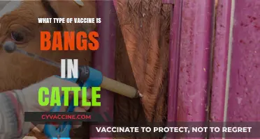 Understanding Bangs Vaccine: A Crucial Tool for Cattle Health Protection