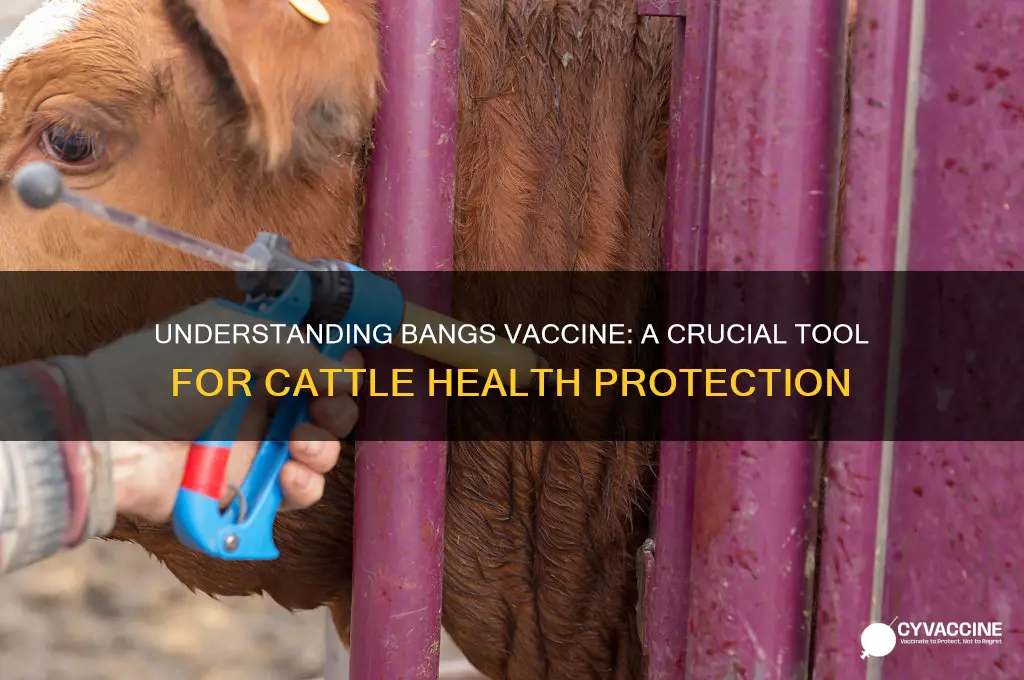what type of vaccine is bangs in cattle