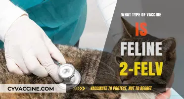 Understanding Feline 2-FeLV: Vaccine Type and Its Importance for Cats