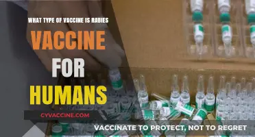 Understanding the Rabies Vaccine: Type, Purpose, and Human Protection