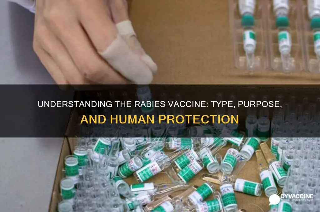what type of vaccine is rabies vaccine for humans