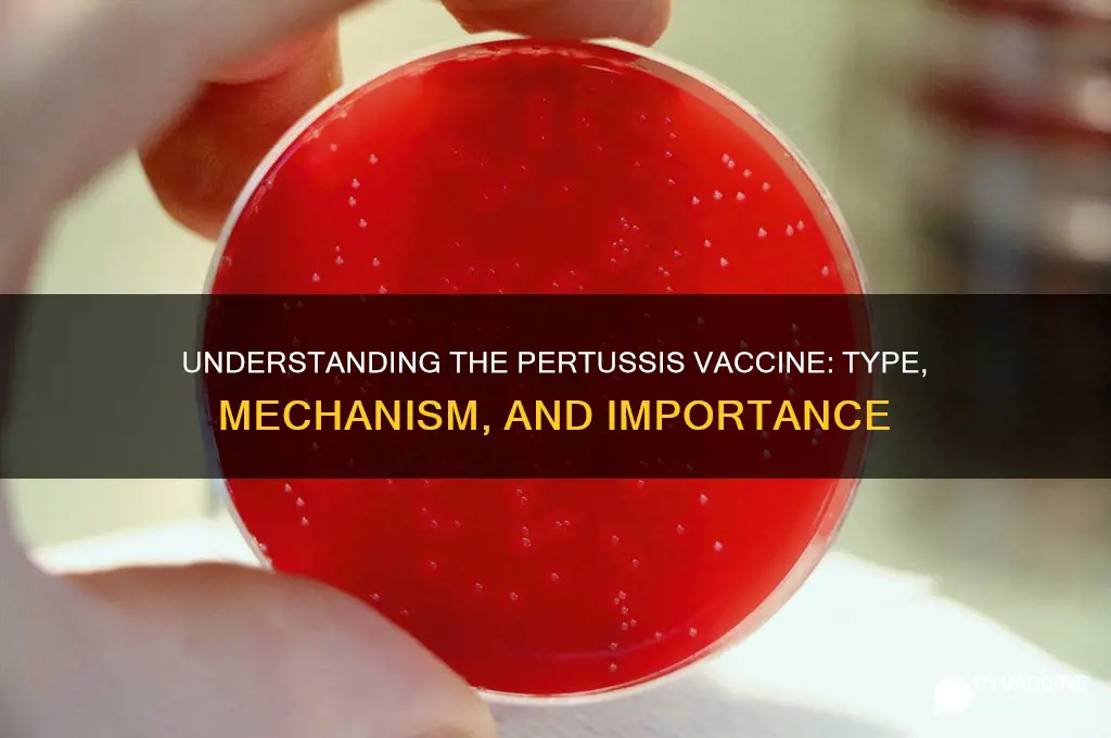 what type of vaccine is the pertussis vaccine