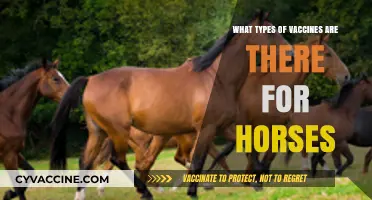 Essential Horse Vaccines: Types and Their Importance for Equine Health