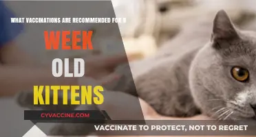 Essential Vaccinations for 8-Week-Old Kittens: A Complete Guide