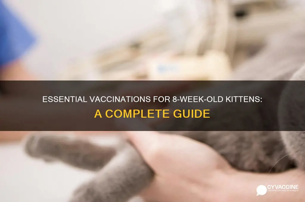 what vaccinations are recommended for 8 week old kittens