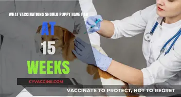 Essential Puppy Vaccinations: What Your 15-Week-Old Pup Needs Now