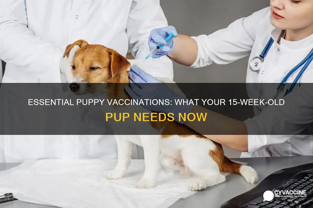 what vaccinations should puppy have had at 15 weeks