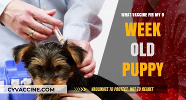 Essential Puppy Vaccines: Protecting Your 9-Week-Old Furry Friend Safely