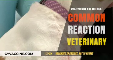 Common Vaccine Reactions in Pets: Which One Tops the List?