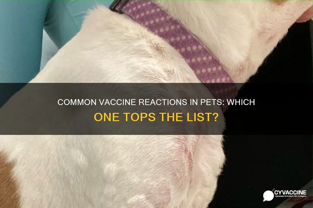 what vaccine has the most common reaction veterinary