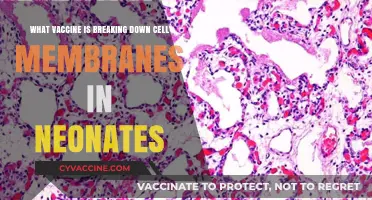 Vaccine Concerns: Are Neonatal Cell Membranes at Risk of Breakdown?