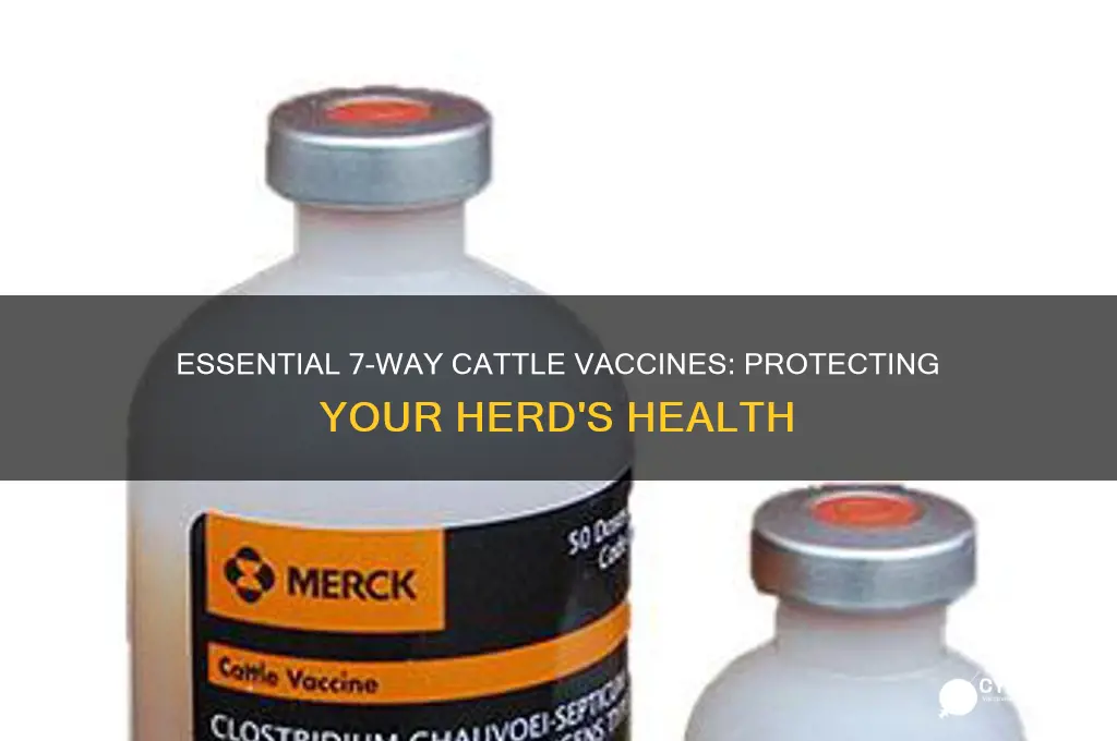 what vaccine is necessary for cattle in a 7 way