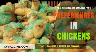 Essential Vaccines for Controlling Coccidiosis in Poultry Flocks