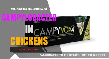 Effective Campylobacter Vaccines for Chickens: Options and Benefits