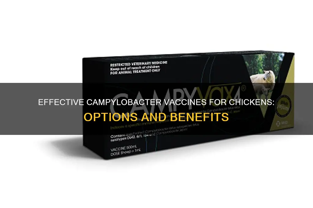 what vaccines are available for campylobacter in chickens
