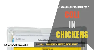 E. Coli Chicken Vaccines: Available Options for Poultry Health